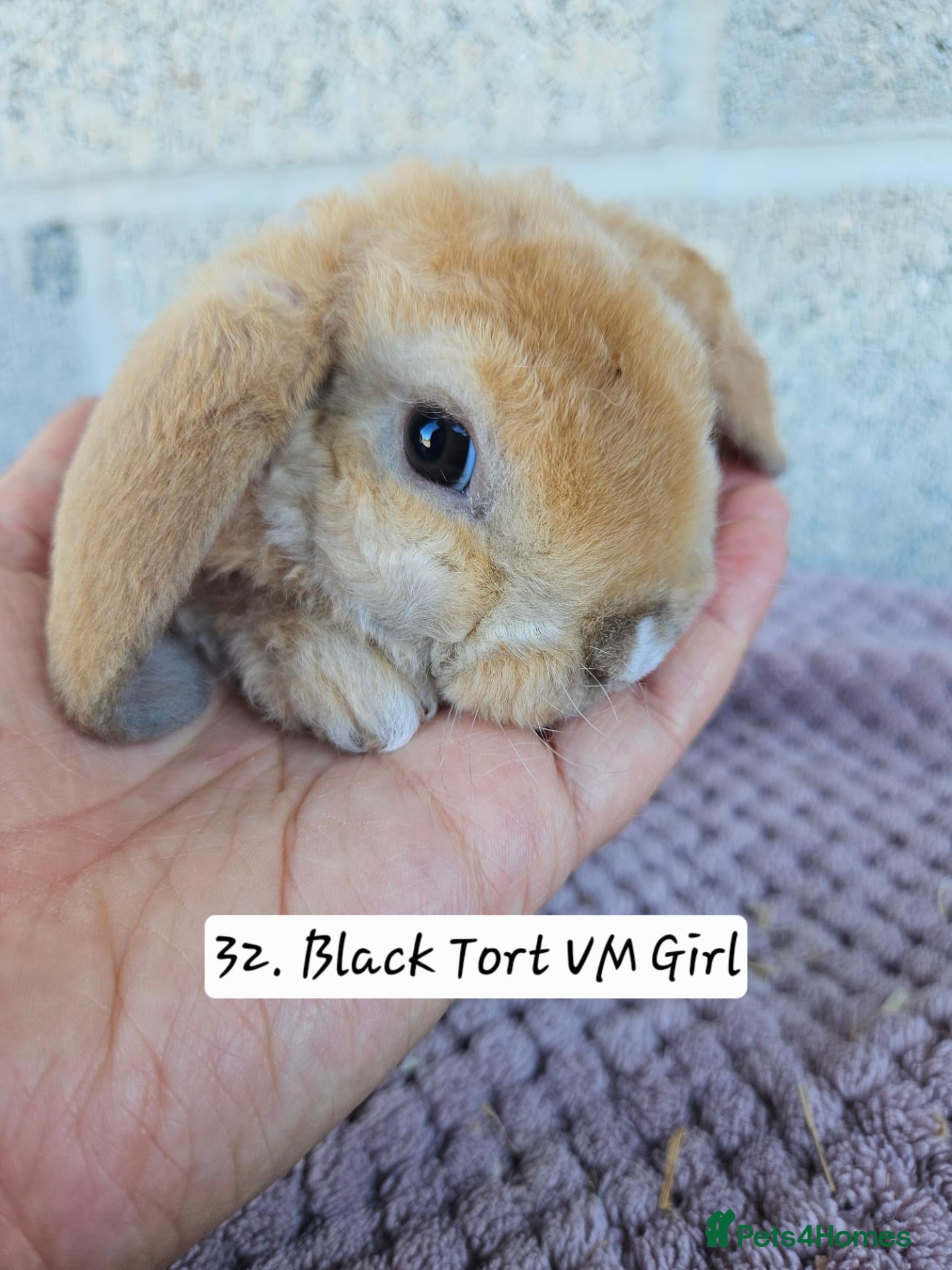 French Lop rabbits 🐻 Ad 2 PUREBRED MINI PLUSH LOPS 💕 - Advert 1