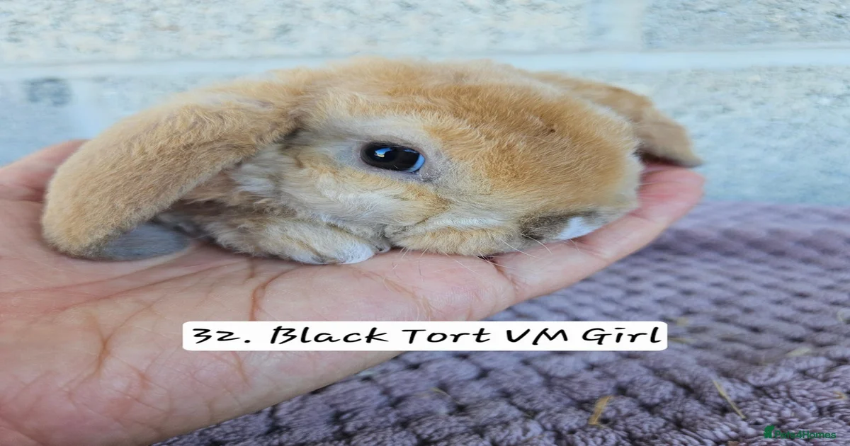 Mini lop Rabbits for Sale for sale | Pets4Homes