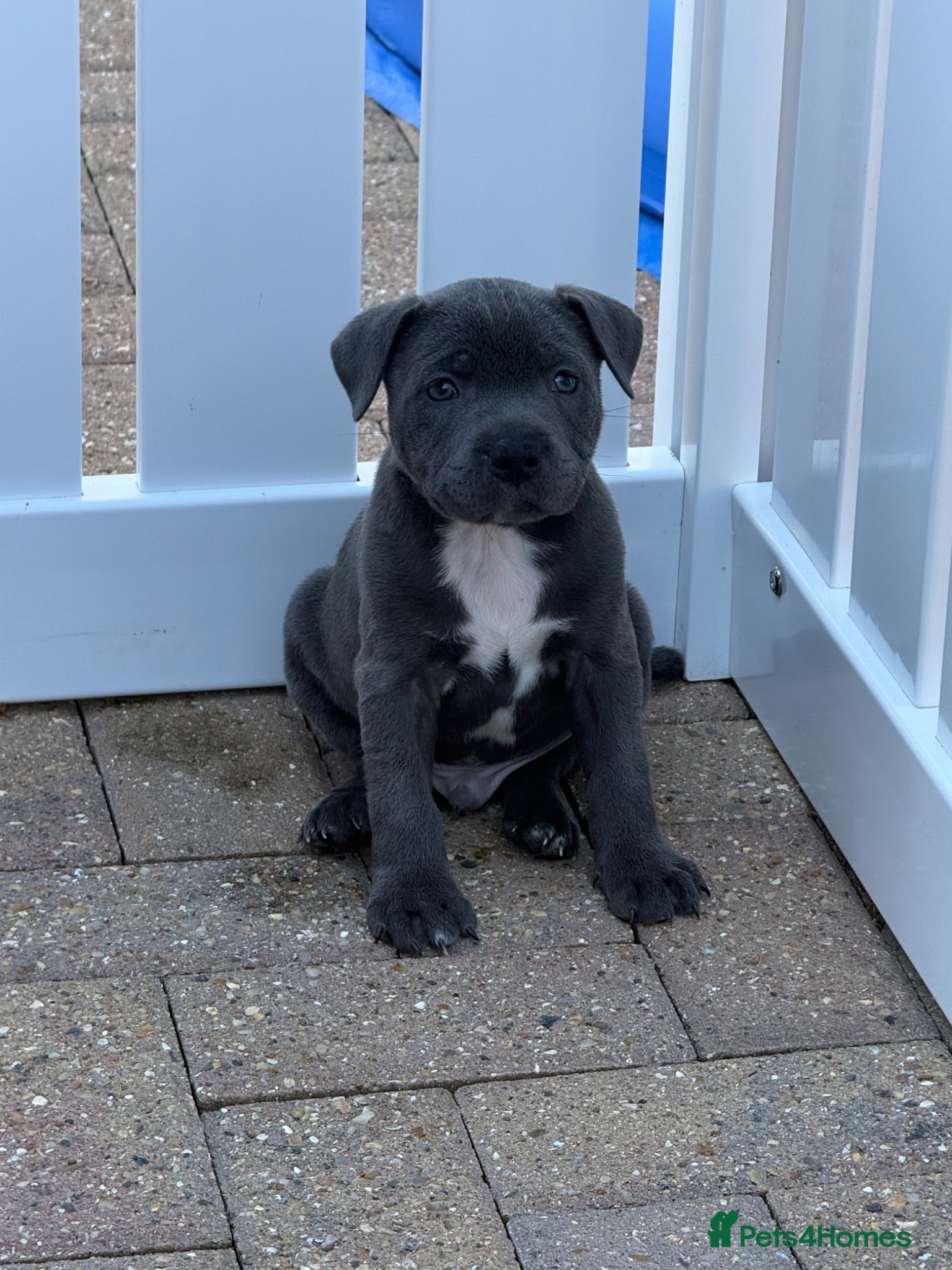 Staffordshire Bull Terrier dogs KC-Quality Blue Staffordshire Bull Terrier Puppies - Advert 1