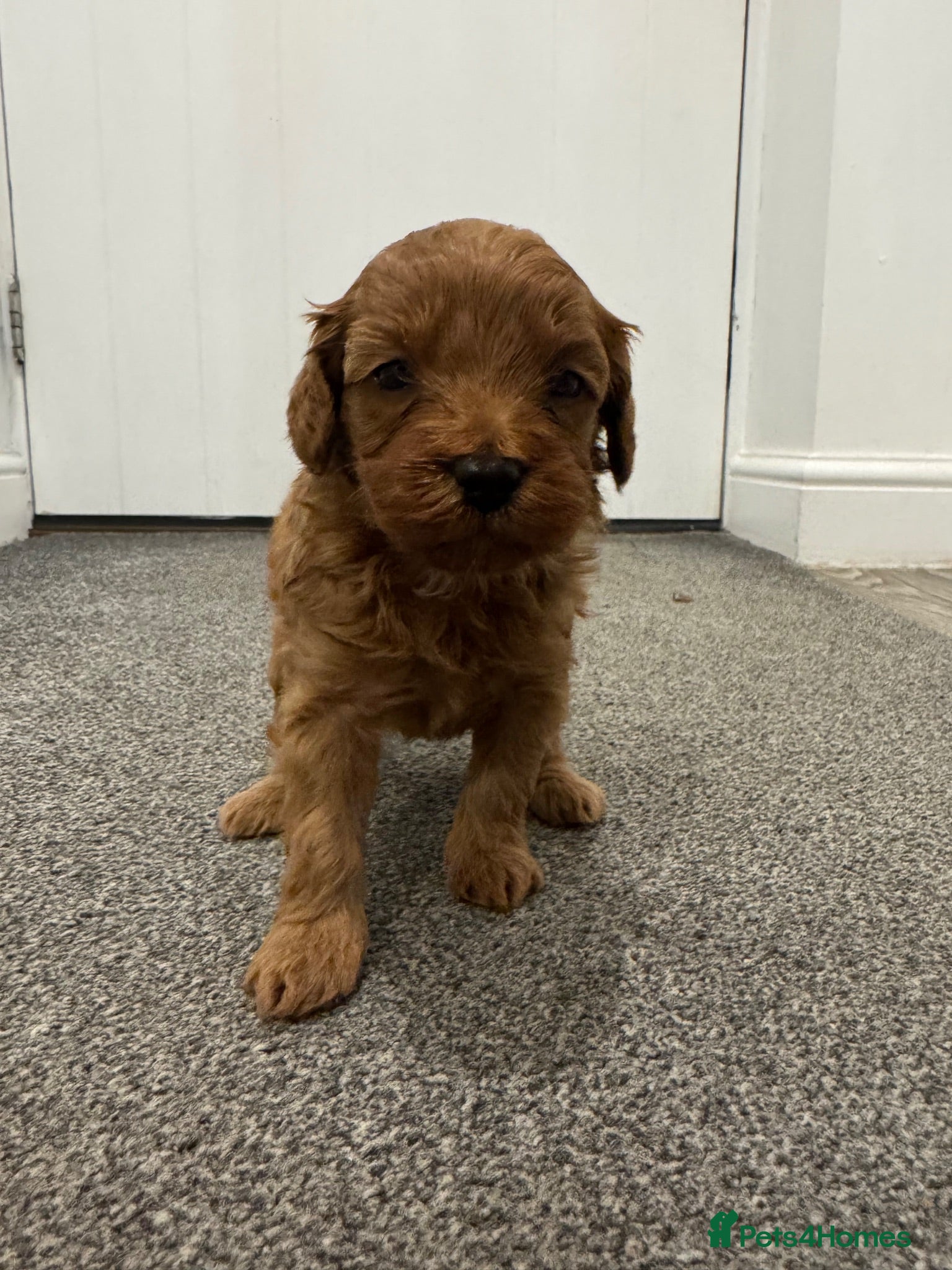 Cavapoo dogs Cavapoo F1b Stunning Puppies (Male) - Advert 7
