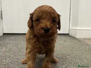 Cavapoo dogs Cavapoo F1b Stunning Puppies (Male) - Advert 7