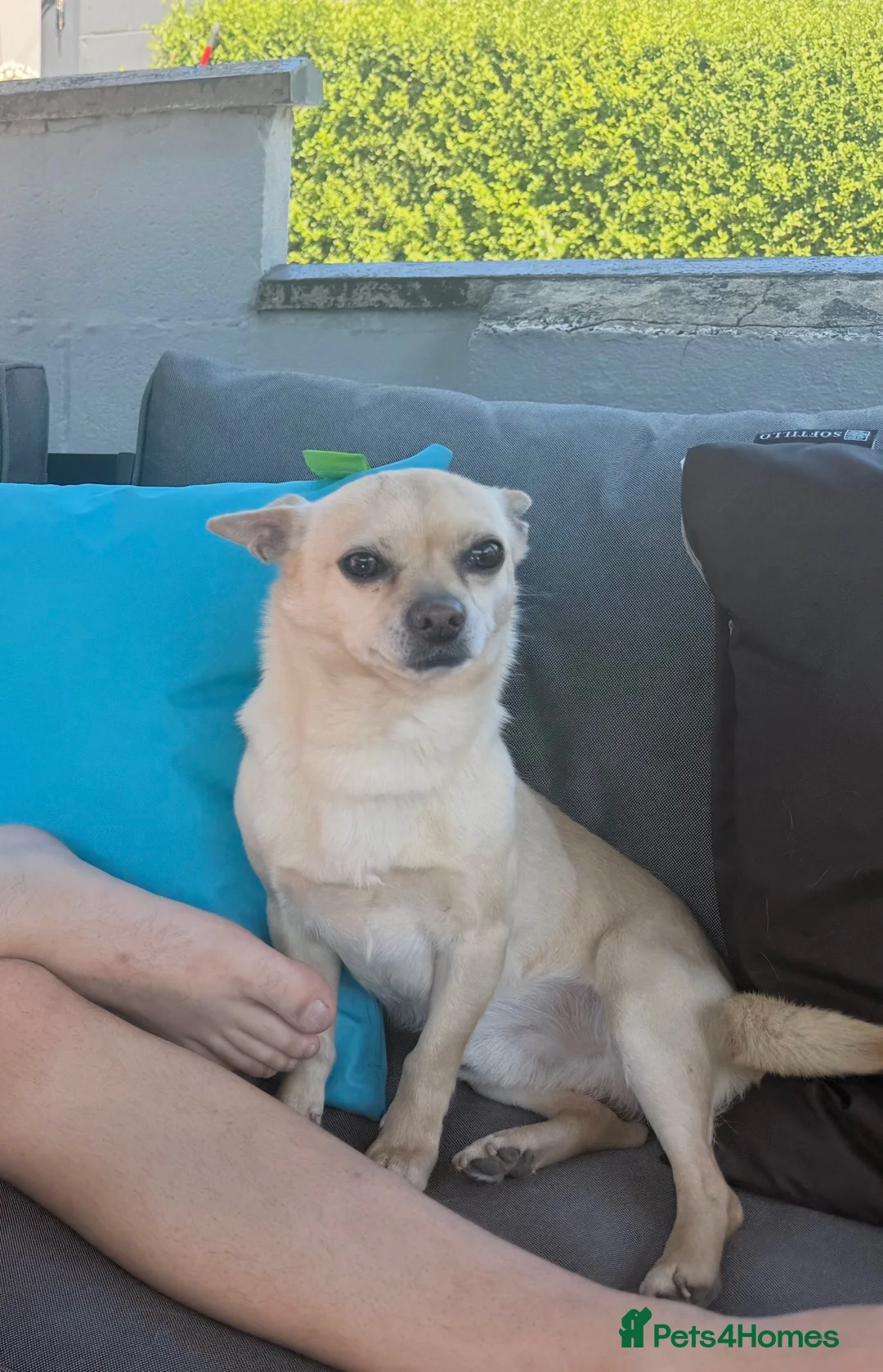 Chihuahua dogs for sale: 7 year old male chihuahua  in Tonypandy - Advert 3