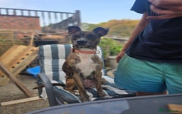 Mixed Breed dogs for sale: Staffy X Whippet - Image 3