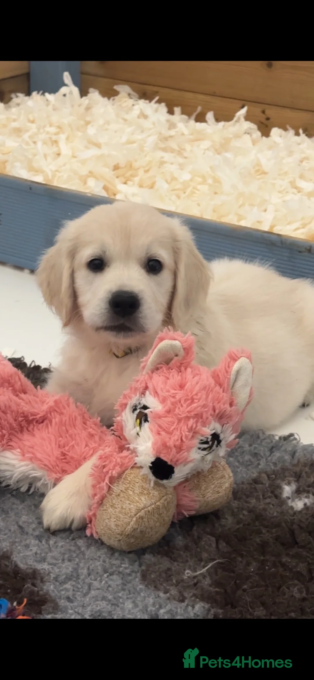 Golden Retriever dogs for sale: 1 Gril Cream Golden Retriever From Health Tested  - Advert 2