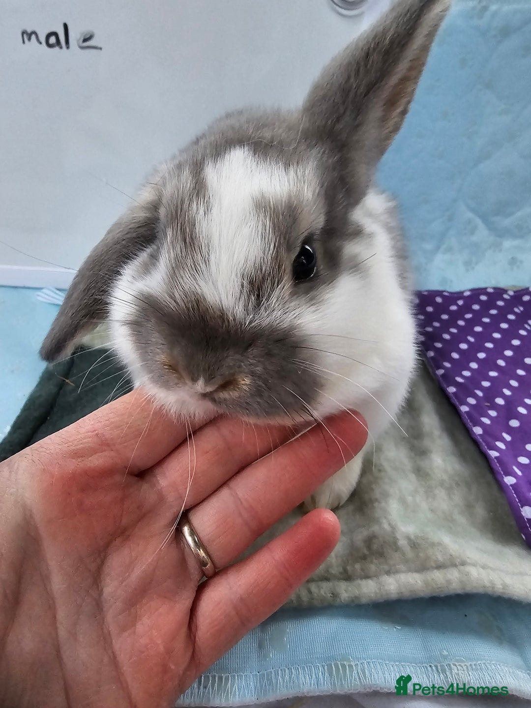 Mini Lop rabbits for sale: ✨️Mini Lop Litter✨️ - Advert 6