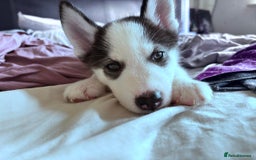 Siberian Husky dogs for sale: Siberian husky female 8wks. Blue green brown eyes  - Image 4