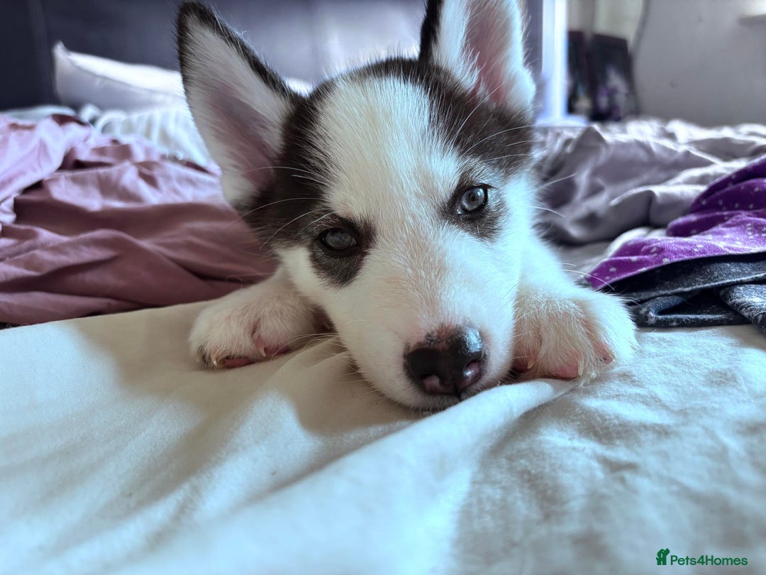 Siberian Husky dogs for sale: Siberian husky female 8wks. Blue green brown eyes  - Image 4