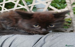 British Longhair cats for sale: Micky  - Image 1