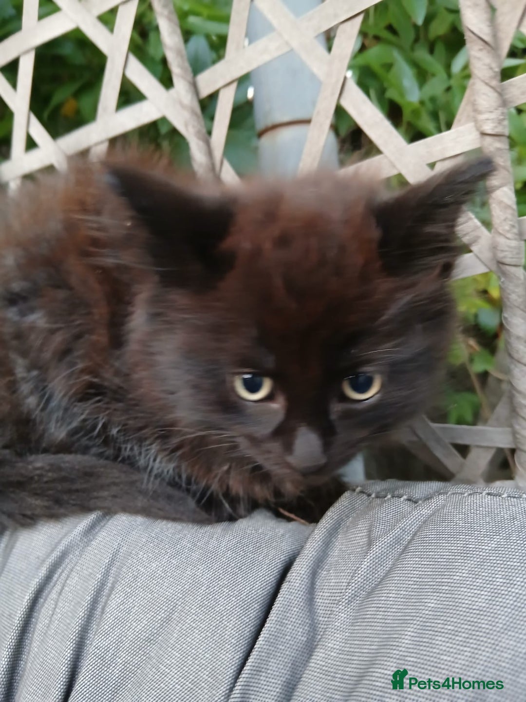 British Longhair cats for sale: Micky  - Image 1