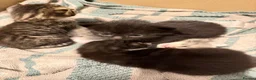 Mixed Breed cats for sale: I have 3 gorgeous kittens ready soon  in Immingham - Advert 3