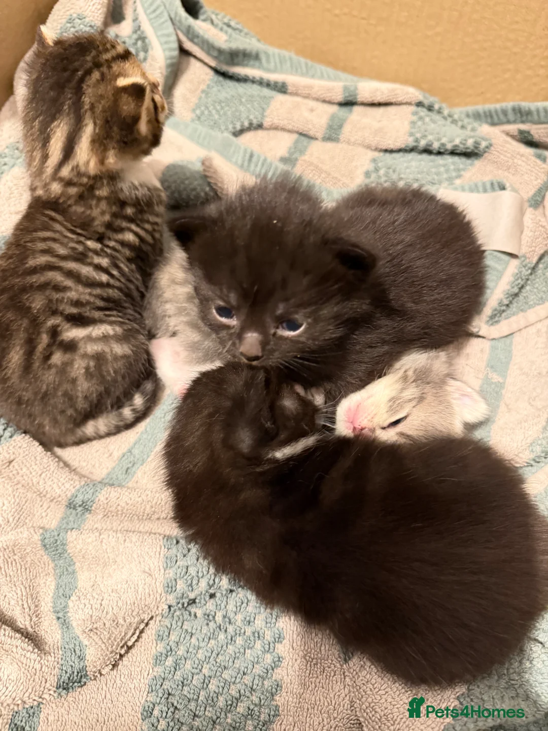 Mixed Breed cats for sale: I have 3 gorgeous kittens ready soon  in Immingham - Advert 3