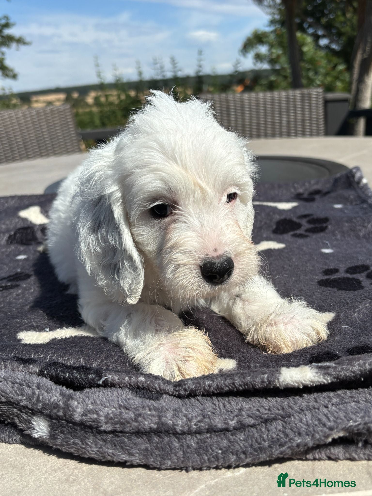 Cavapoo dogs ✨ Gorgeous DNA Tested F1 Cavapoos 🐾 Licensed - Advert 2