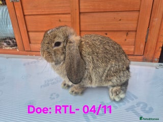 Mini Lop rabbits - Advert 23