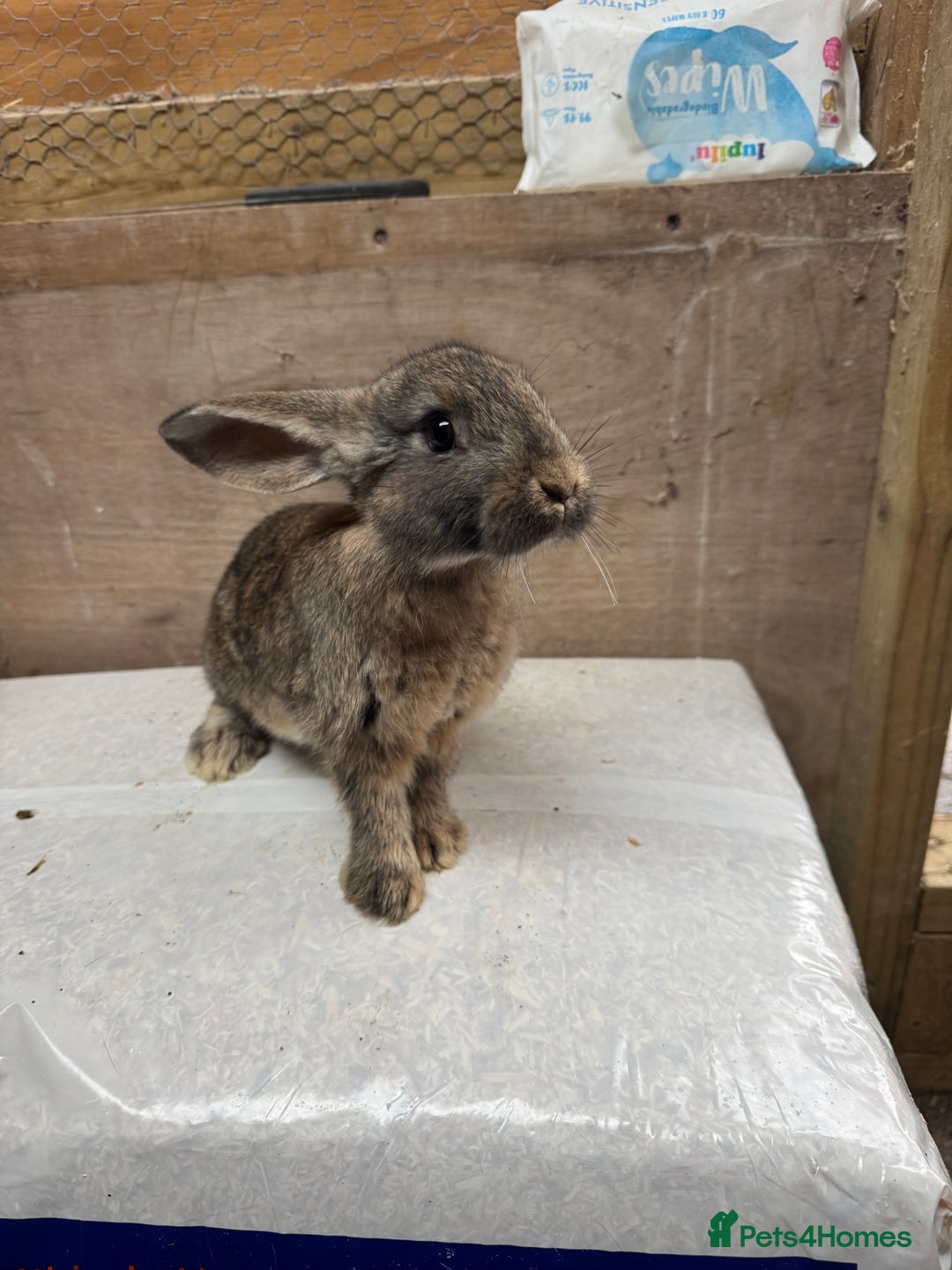 Mixed Breed rabbits for sale: 9 beautiful little Rabbit very friendly - Advert 11