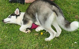 Siberian Husky dogs for sale: Beautiful Siberian Husky Female  - Image 3