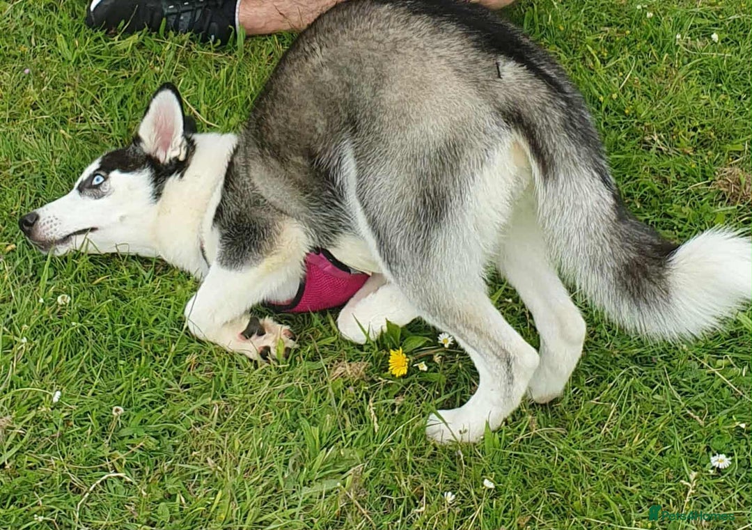 Siberian Husky dogs for sale: Beautiful Siberian Husky Female  - Image 3