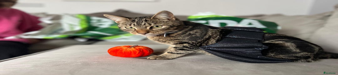 Male tabby kitten 7 months 