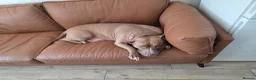 American Bulldog dogs for sale: Pocket American bulldog, she needs a forever home - Advert 2