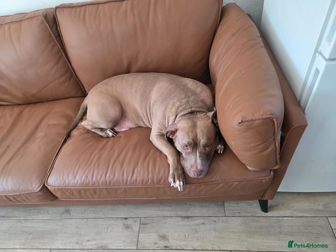 American Bulldog dogs for sale: Pocket American bulldog, she needs a forever home - Advert 2