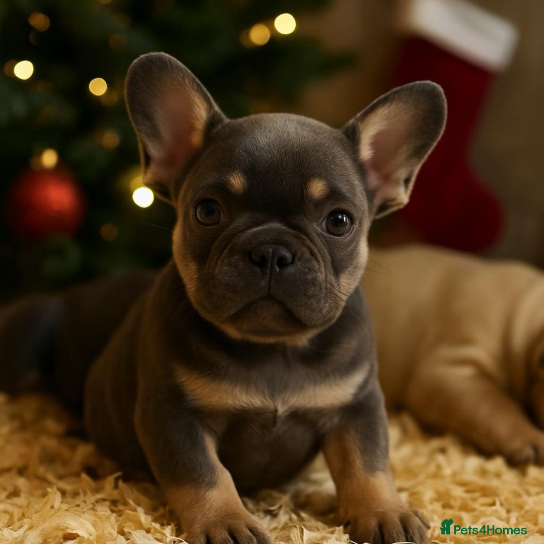 French Bulldog dogs for sale: Beautiful Litter Of Husky French Bulldogs - Advert 1