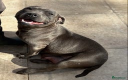 Staffordshire Bull Terrier dogs for sale: 💙💙Champion bloodline blue staffy pups !!!💙💙 - Image 12