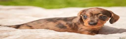 Dachshund dogs for sale: Rare Standard Wire Haired Dapple Dachshunds  in Leicester - Advert 23