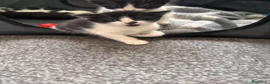 Domestic Shorthair 1