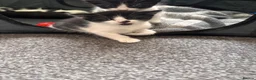 Domestic Shorthair cats for sale: BEAUTIFUL BLACK & White Tuxedo Kittens  in Ilford - Advert 7