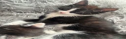 Mixed Breed cats for sale: 3 beautiful kittens  in Newcastle upon Tyne - Advert 3