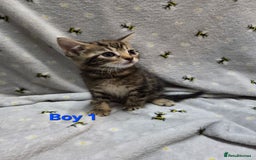 Mixed Breed cats for sale: Beautiful kittens  - Image 3