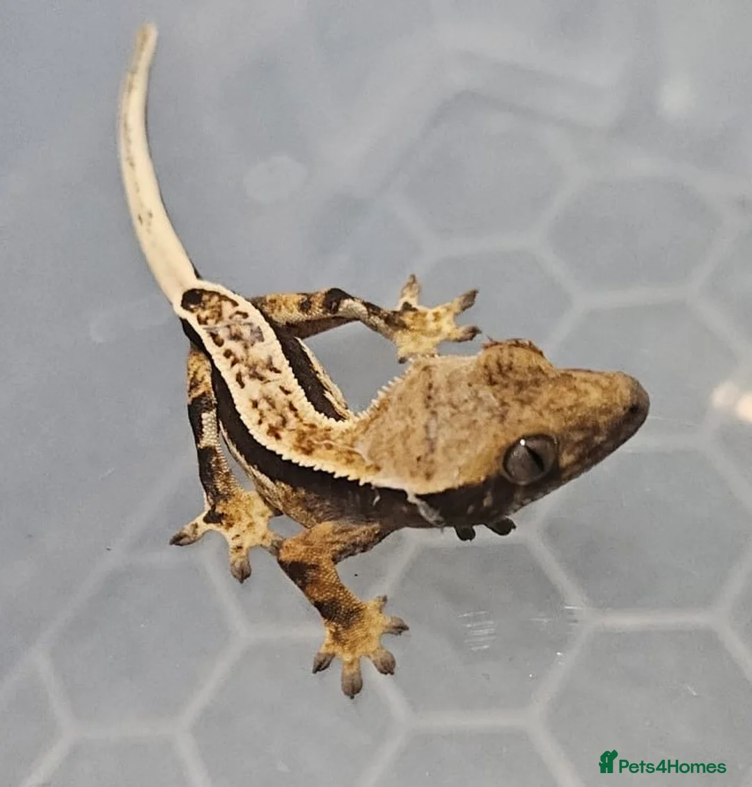 Gecko reptiles for sale: 🔥🔥❤️ Crested Geckos ❤️🔥🔥 - Advert 13
