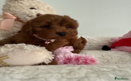 Cavapoo dogs for sale: 7 perfect f1b cavapoo’s. Fully dna & health clear. - Image 8
