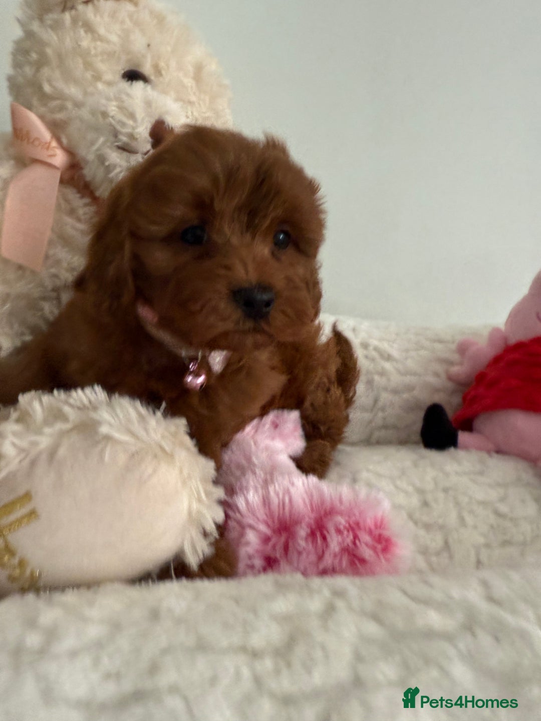 Cavapoo dogs for sale: 7 perfect f1b cavapoo’s. Fully dna & health clear. - Image 8