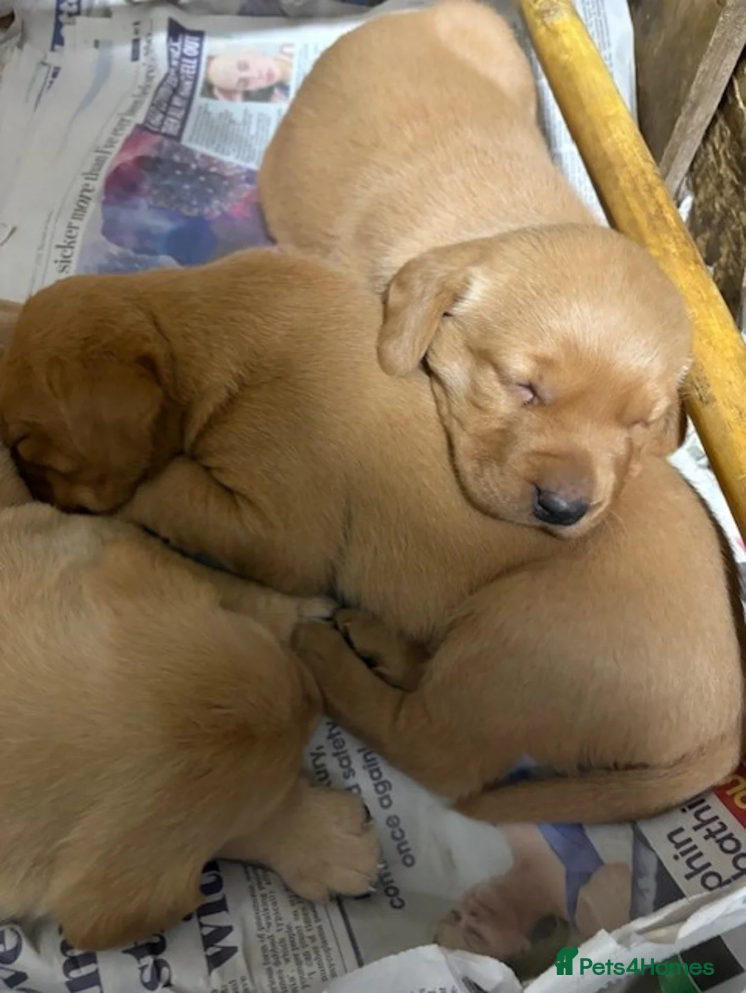 Labrador Retriever dogs for sale: Labrador Pups for Sale - Advert 3