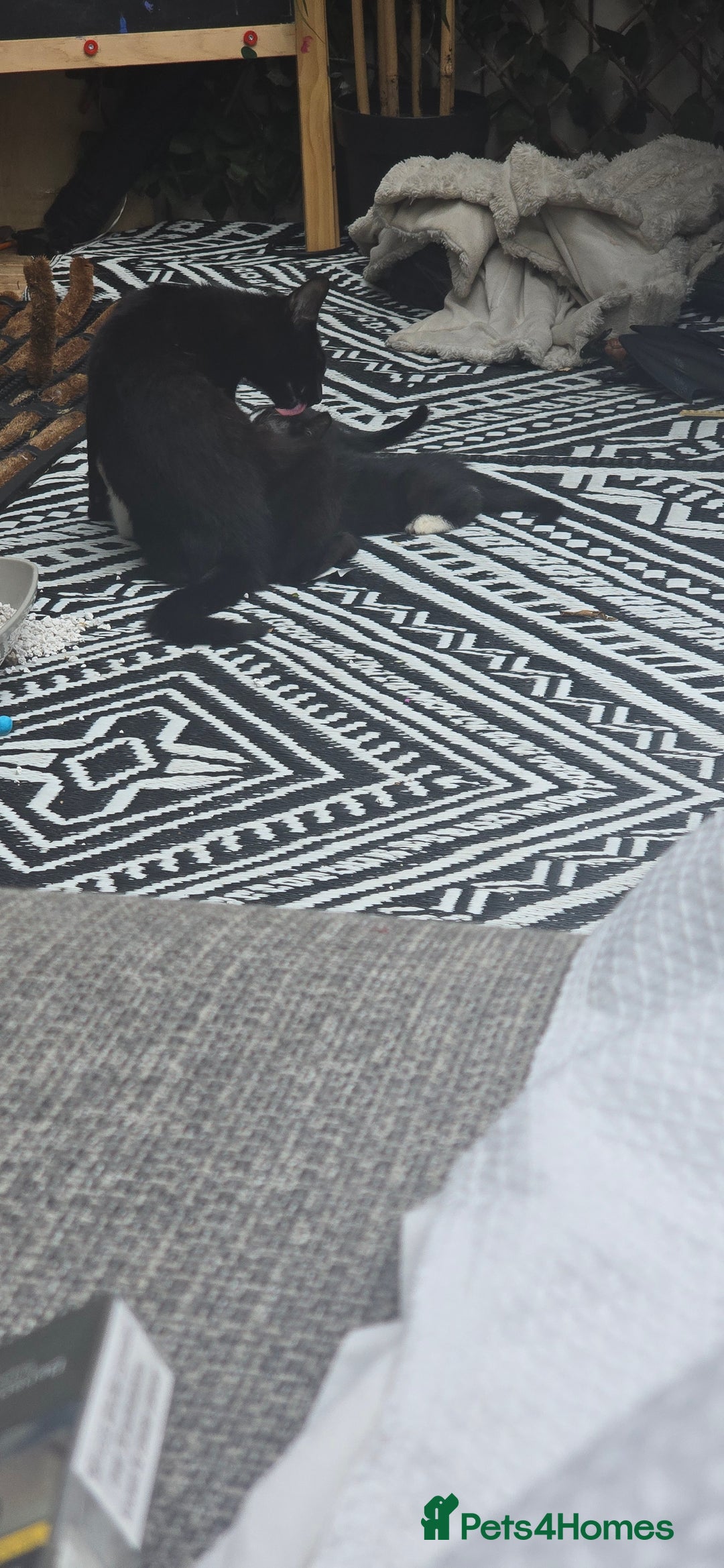 British Shorthair cats for sale: ***150***ONO Beautiful kittens need a new home. - Image 15