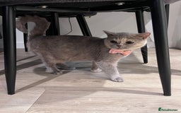 British Shorthair cats for sale: British Shorthair Boy 😻 - Image 6