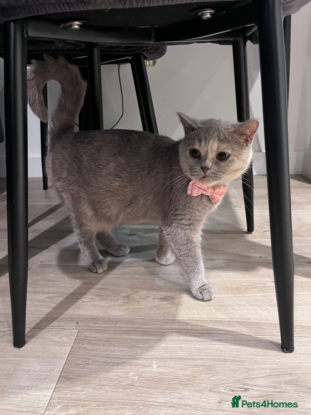 British Shorthair cats for sale: British Shorthair Boy 😻 - Image 6