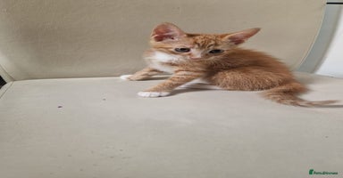 Mixed Breed cats - Advert 5