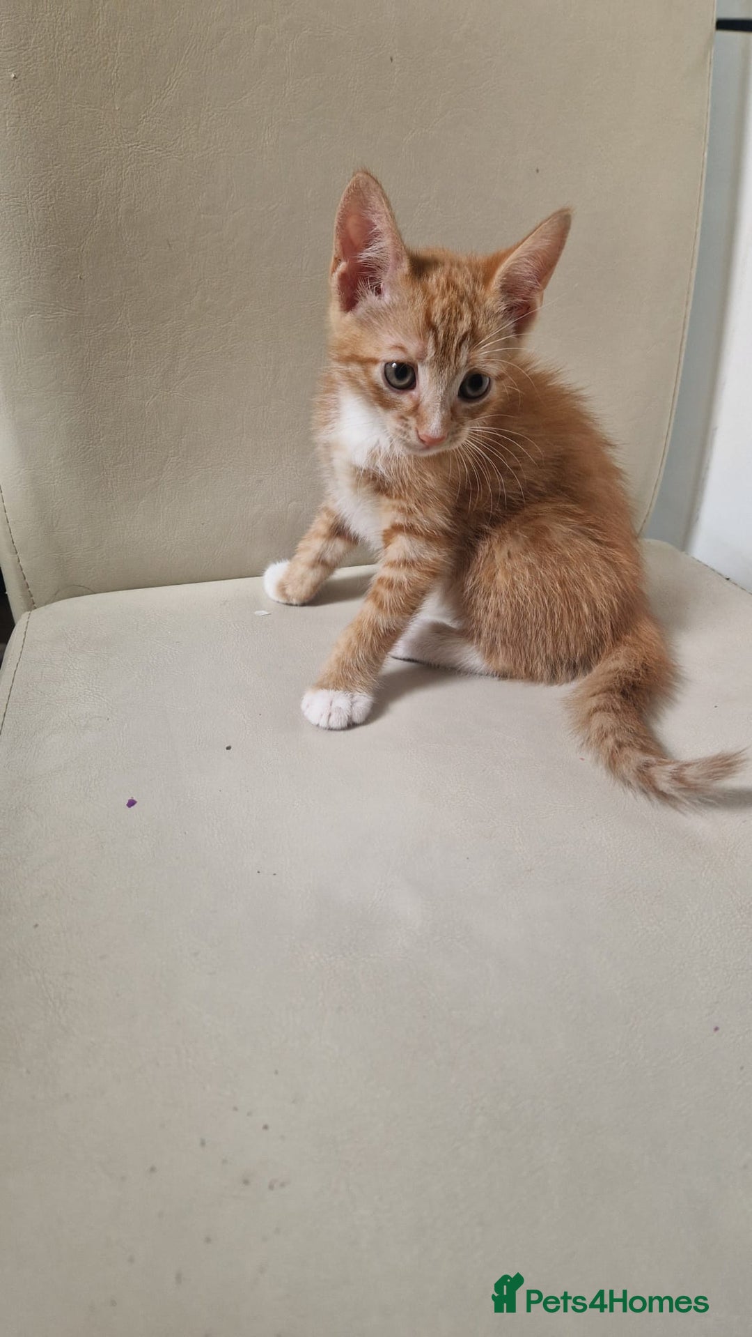 Mixed Breed cats for sale: 4 little kittens(3 ginger boys+1 mixed colour girl - Image 2