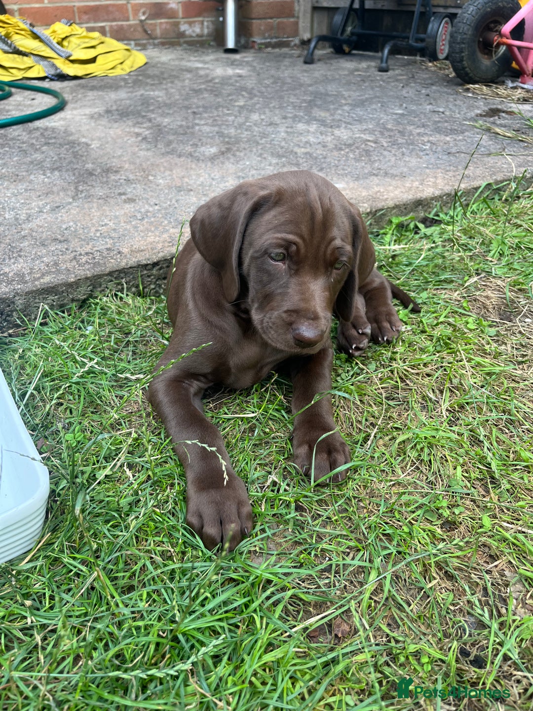 Mixed Breed dogs for sale: Vizlador x Weimaraner puppies - Image 4