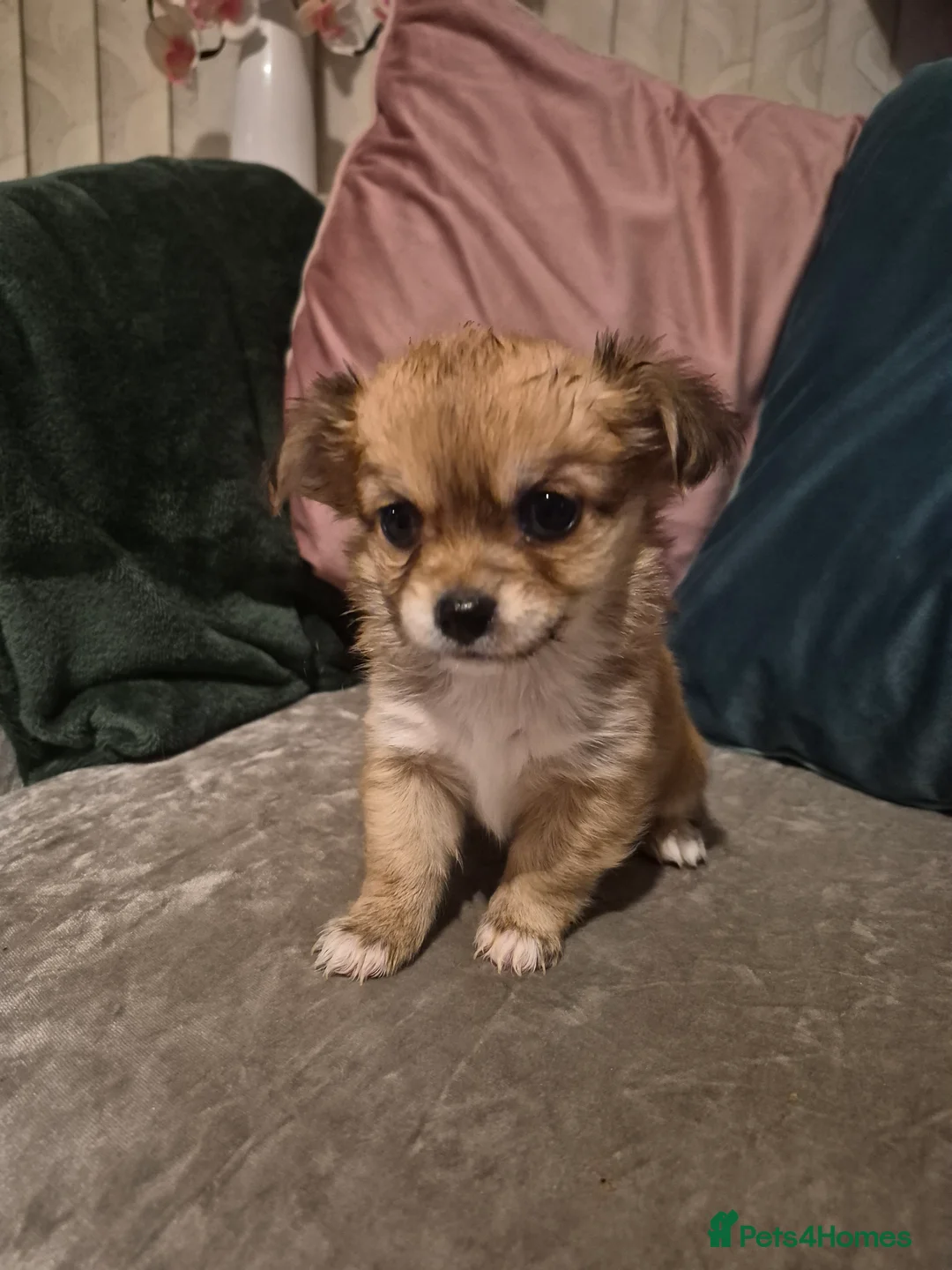 Chihuahua dogs for sale: Pure Chihuahua puppies  - Advert 27