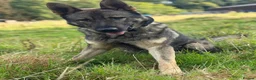 German Shepherd dogs for sale: Elite DDR German Shepherd - World-Class Pedigree  - Advert 40