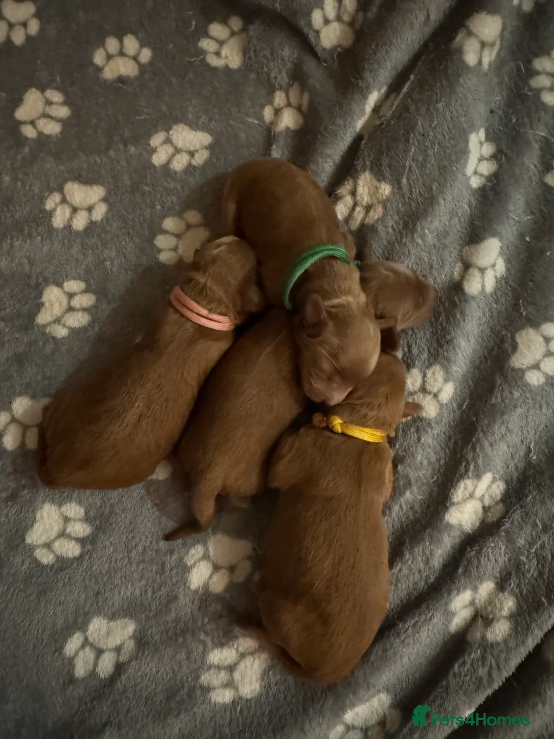 Cockapoo dogs for sale: Beautiful Fox Red Cockapoos - Advert 7