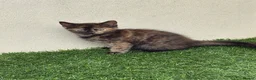 Mixed Breed cats for sale: 2 beautiful kittens looking for their forever home - Advert 19