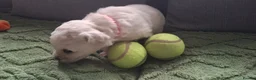 Bichon Frise dogs for sale: Dogs for sale  - Advert 17