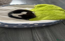 Mixed Breed cats for sale: Black & white female kitten - Image 6