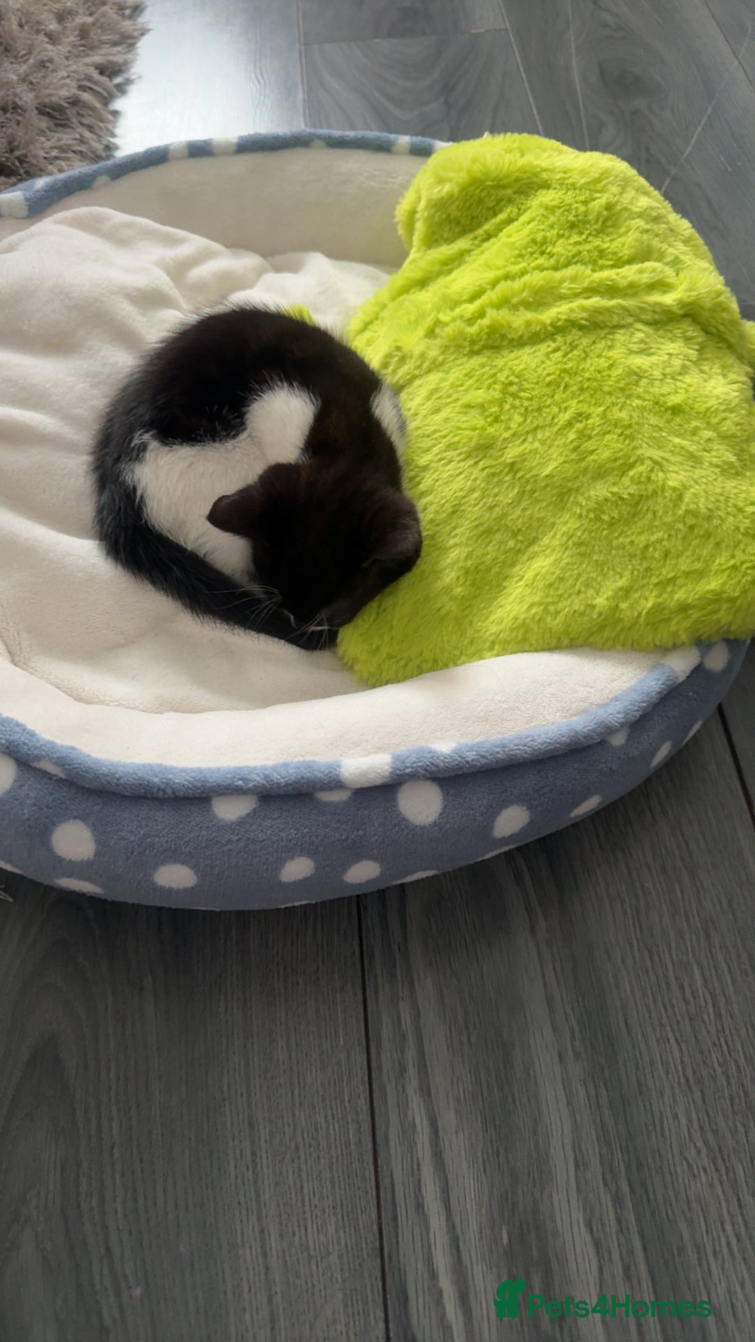 Mixed Breed cats for sale: Black & white female kitten - Image 6