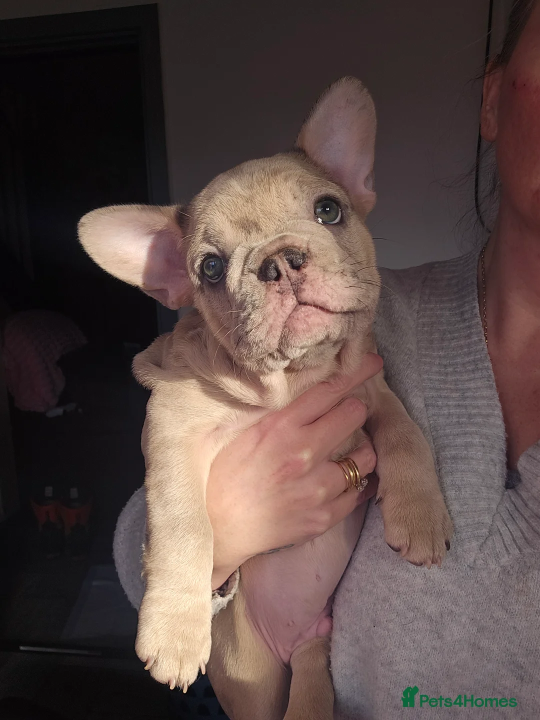 French Bulldog dogs for sale:  french bulldog puppies ( ready now )  - Advert 8