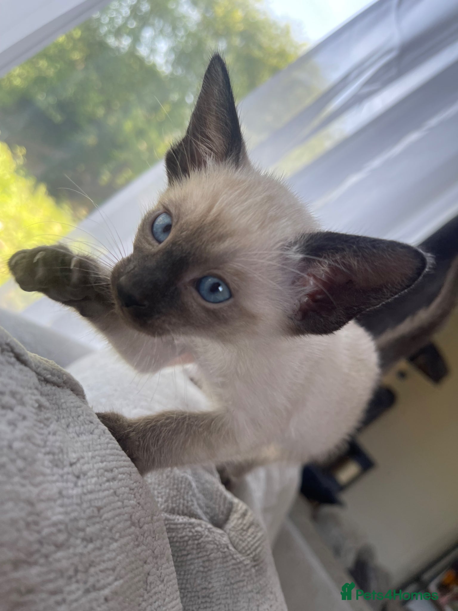 Siamese cats Traditional Siamese Kittens – 5 Available - Advert 1