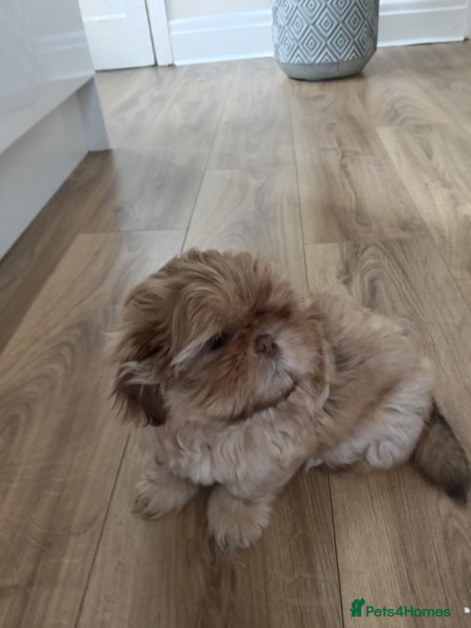Shih Tzu dogs Imperial Shih Tzu puppy - Advert 14